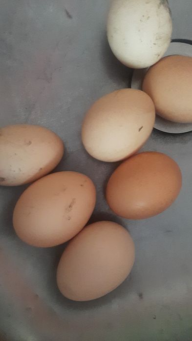 Продам яйца домашние