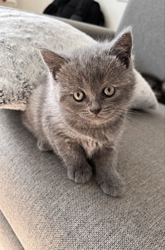 British shorthair blue puiut