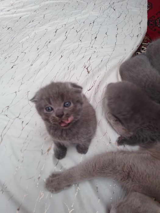 Пишикла сотилоди.