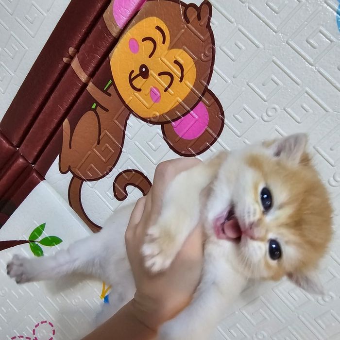 Котята  золотая шиншилла