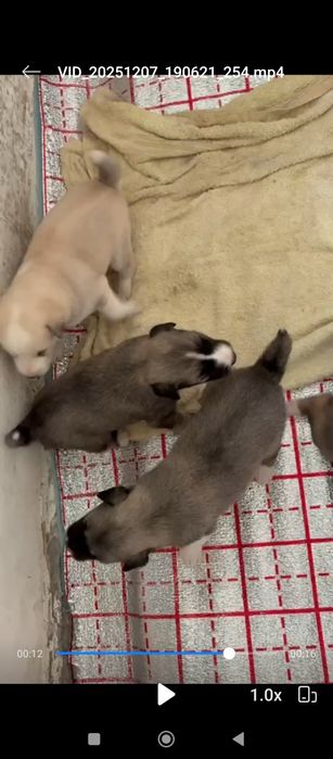 В хорошие руки щенки хаски