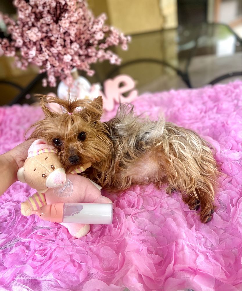 Yorkshire Terrier extra mic cu pedigree Uchr