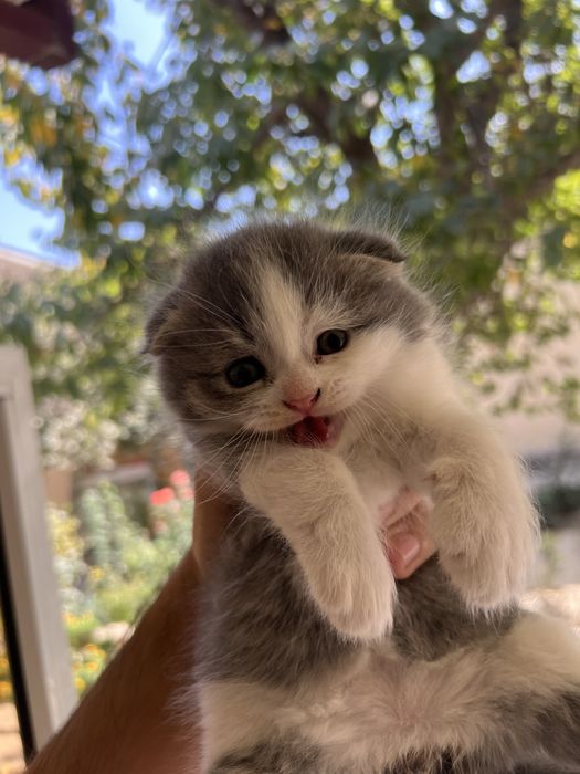 Кошка Скотиш фолд