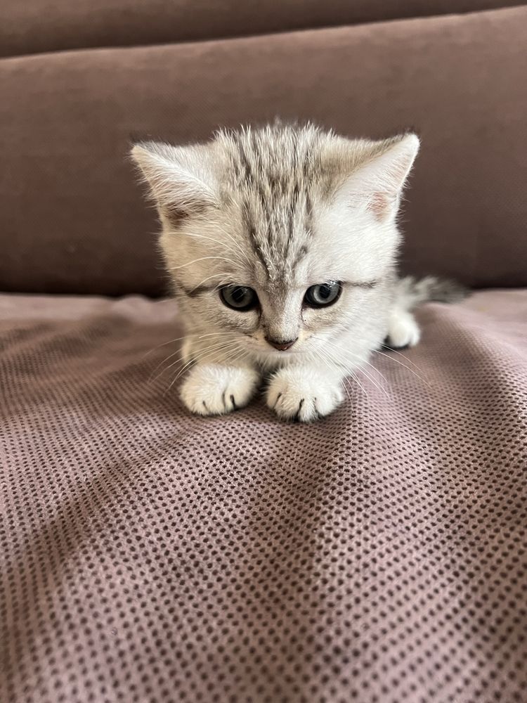 British Shorthair Tabby