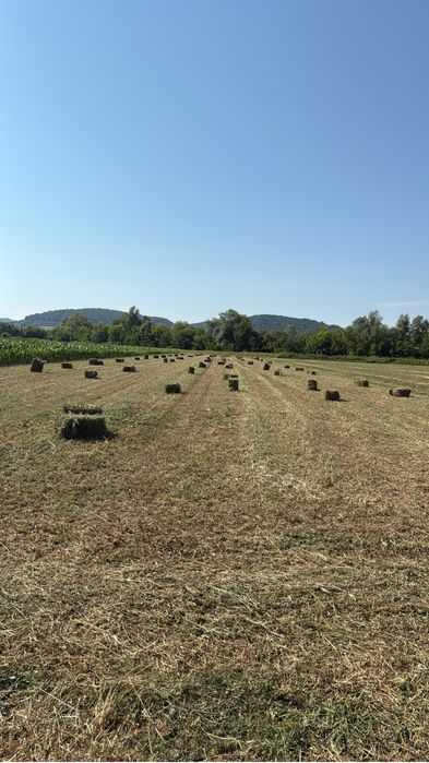 Vand baloti de lucerna mici dreptunghiulari