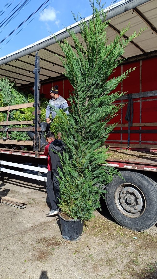 Leylandii chiparoși