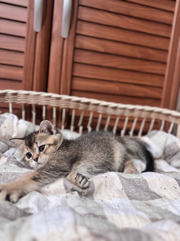 Продается котенок шотладской породы