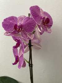 Orhidee naturala phalaenopsis