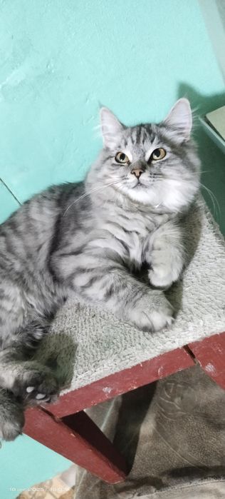 Продается котенок скотиш страйт длиношерстый