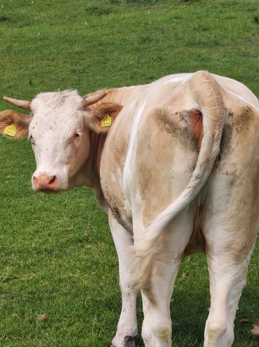 Vând vaci bălțate