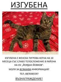 Изгубена женска тигрова котка гр.Варна