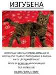 Изгубена женска тигрова котка гр.Варна