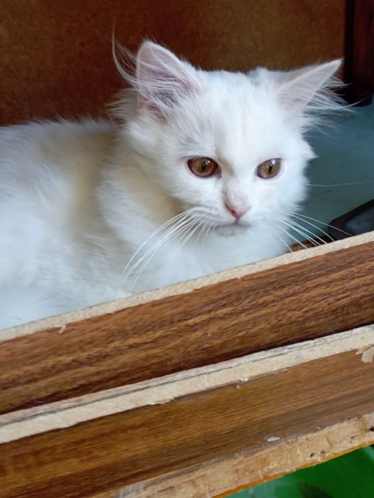 Котёнок мальчик 5 мес.