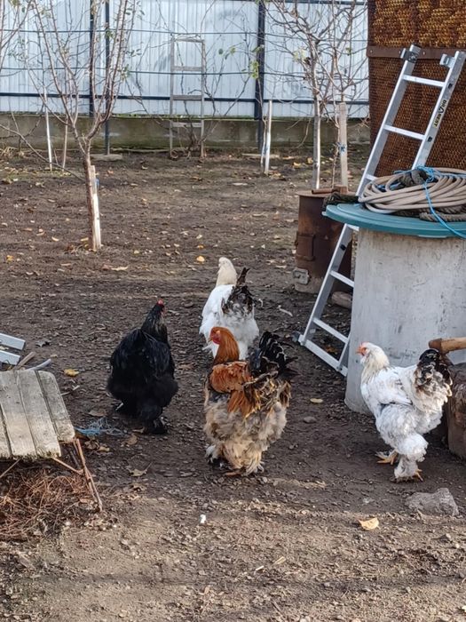 Vand doua puicute și un cocoș motate olandeze 350 toți trei perechea