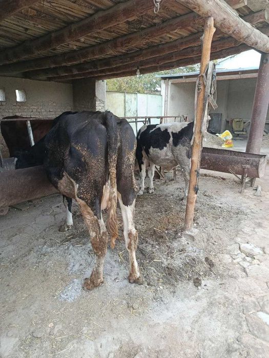 Зотдор Сигир сотилади