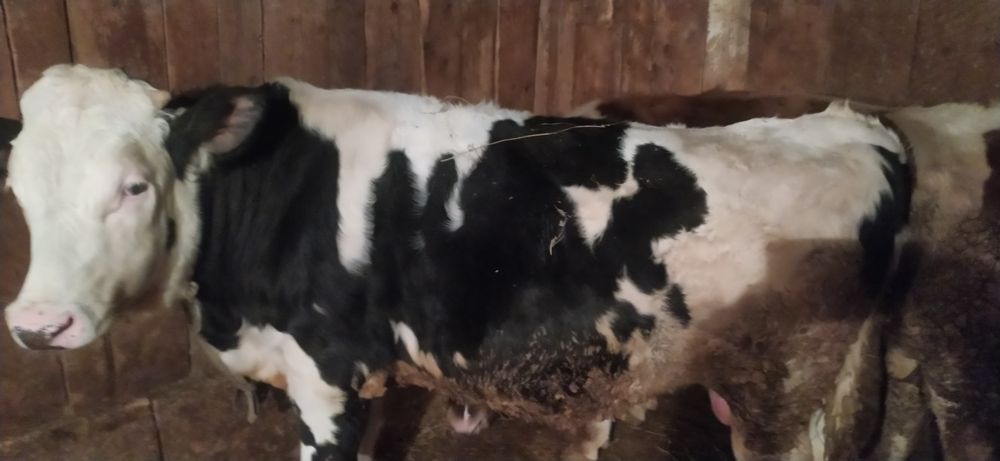 Буқа сатылады 1 жарым жасар