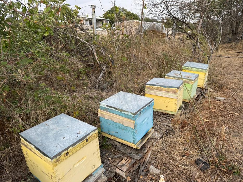 Пчелни кошери Даданблат употребявани