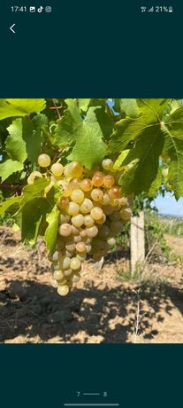 Struguri de vin producție 2022