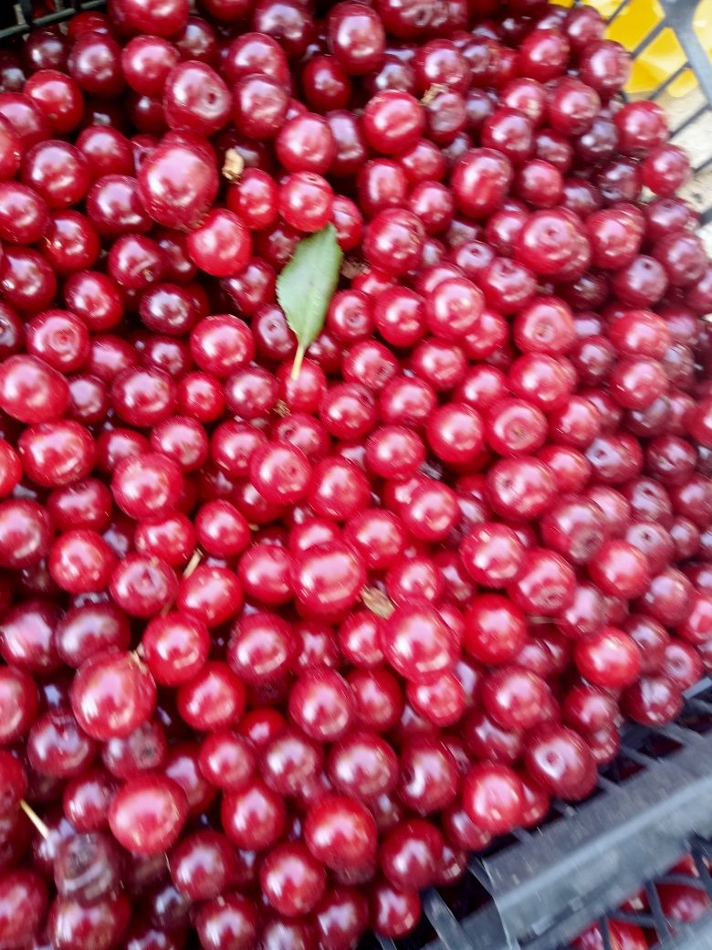 Вишня местная,дачная,темная