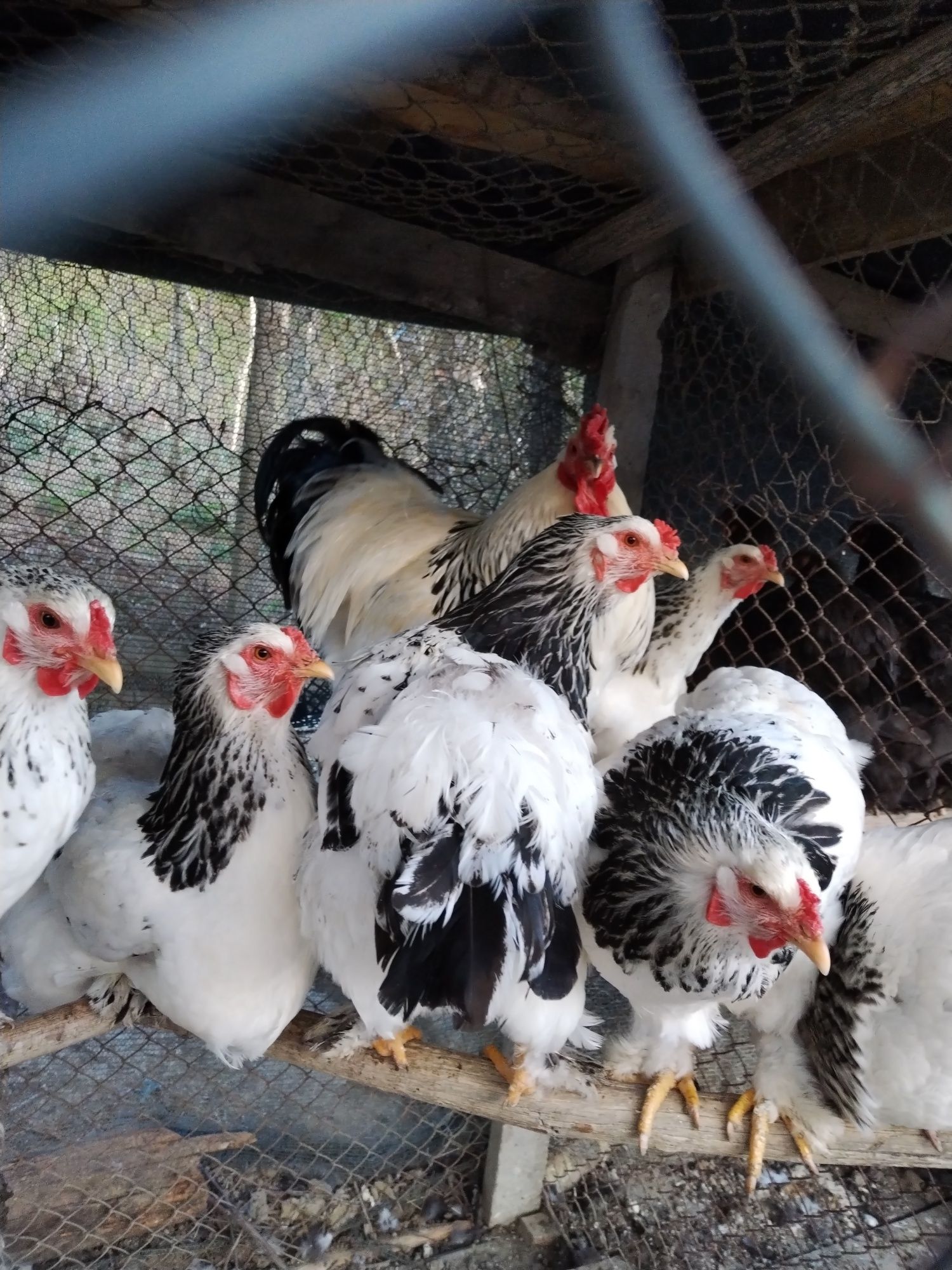 Vând ouă de Wyandotte, Brahma, Cochinchina, Plymouth, Australorp