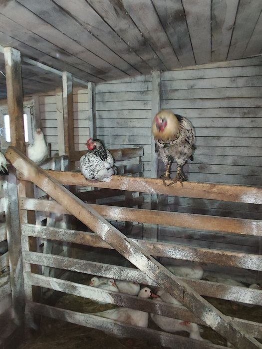 Продам курей домашних