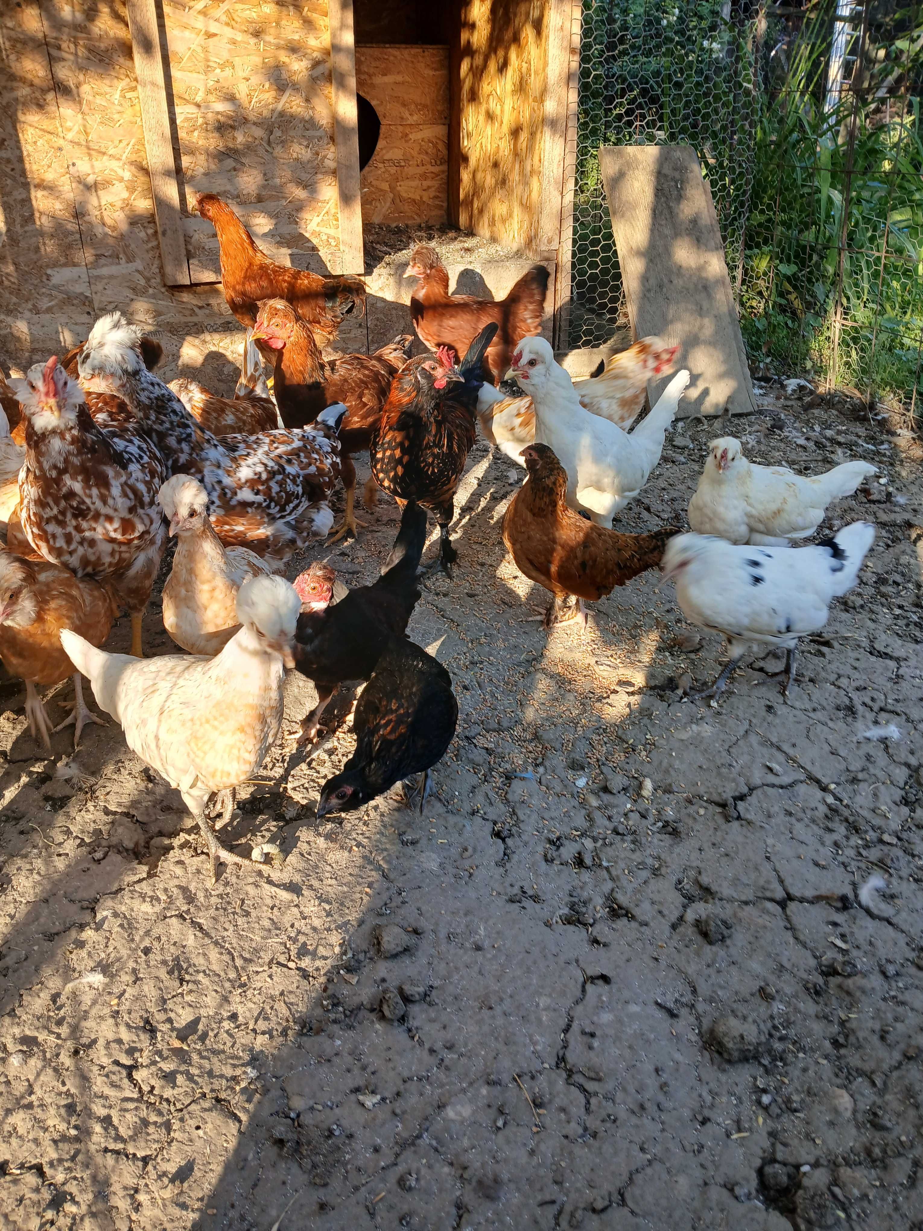 Padoane, Motate, tineret găini de 4 luni
