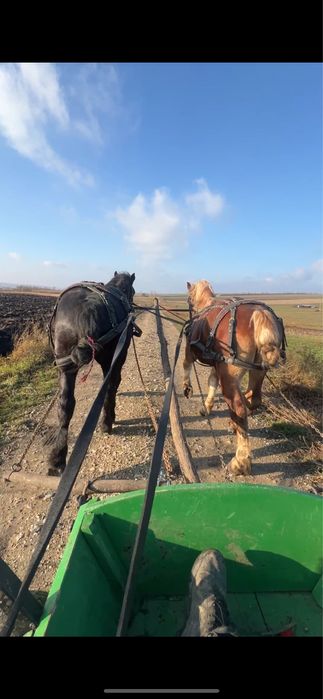 Pereche manji semi greu 2 ani