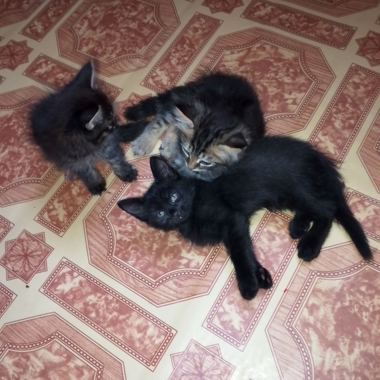 Пристраиваются котята