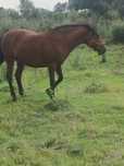 Vând iapă mai multe detalii in privat