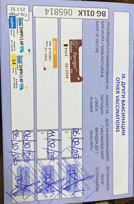 кученце,австралийска овчарка,мъжкар,на 4 месеца, ваксини,паспорт и чип