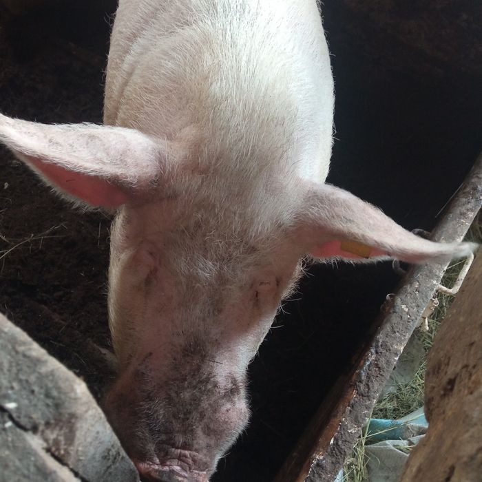 Продам хряка срочно