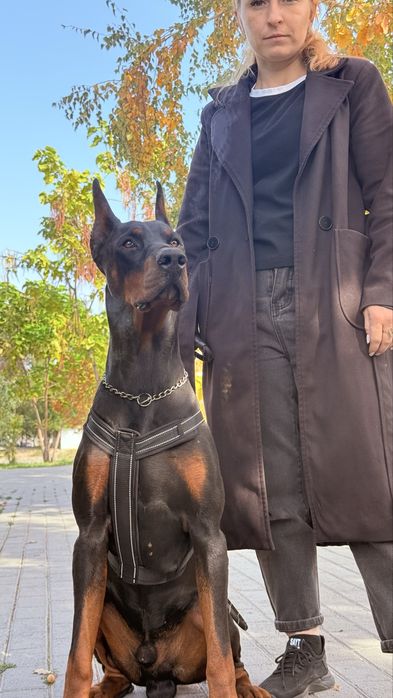 Doberman щенки на охрану