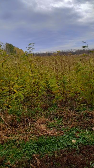 Puieți salcâm frasin fag carpen ulm plop mesteacăn brad molid Tei arin