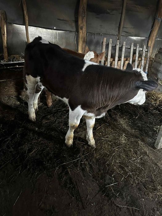 vand vitel albastru belgian