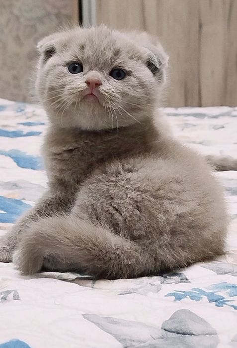Продаю котят мама шотландская вислоухая папа шиншила