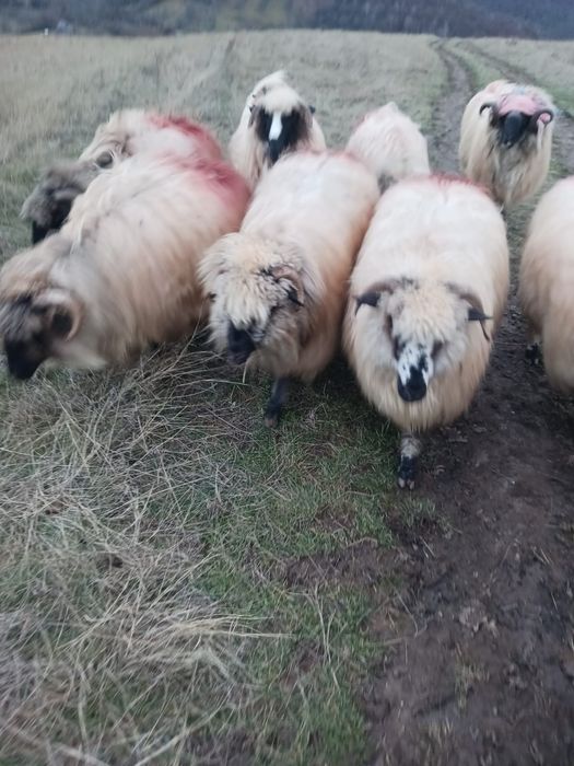 Oi si berbec de vanzare