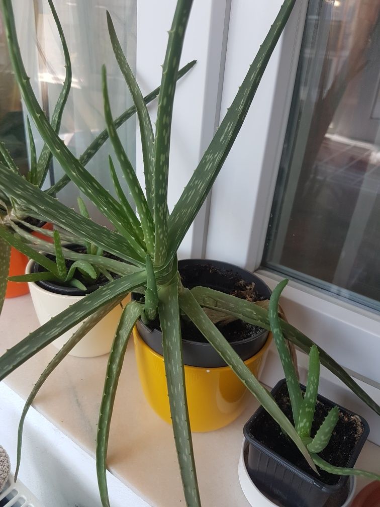 Flori de camera (şi nu numai) Aloe Vera