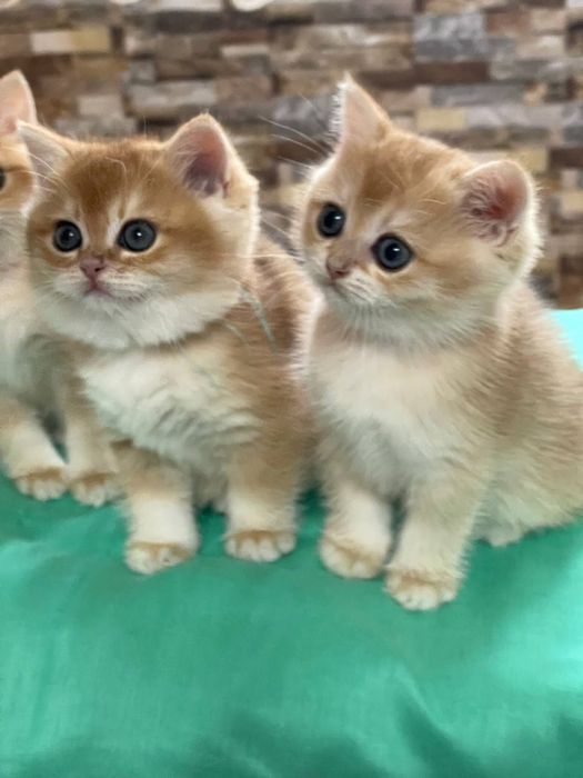 Британцы  полный пакет документов