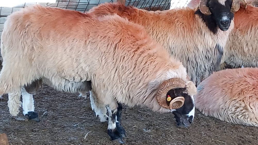 Berbeci breji, oacheși, bucălăi