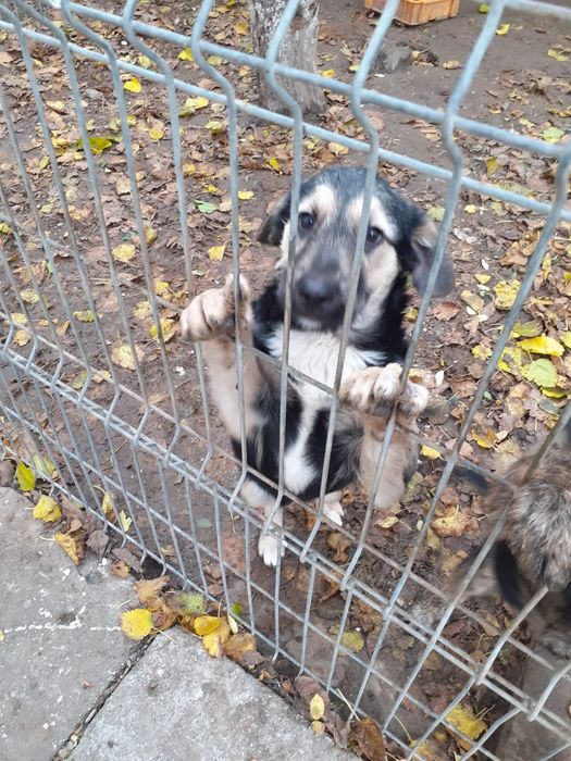 Donez câini de pază