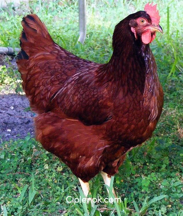 Цыплята чистокровных Хан хяп Корея