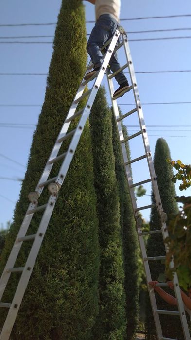 Арча сотилади оригинал