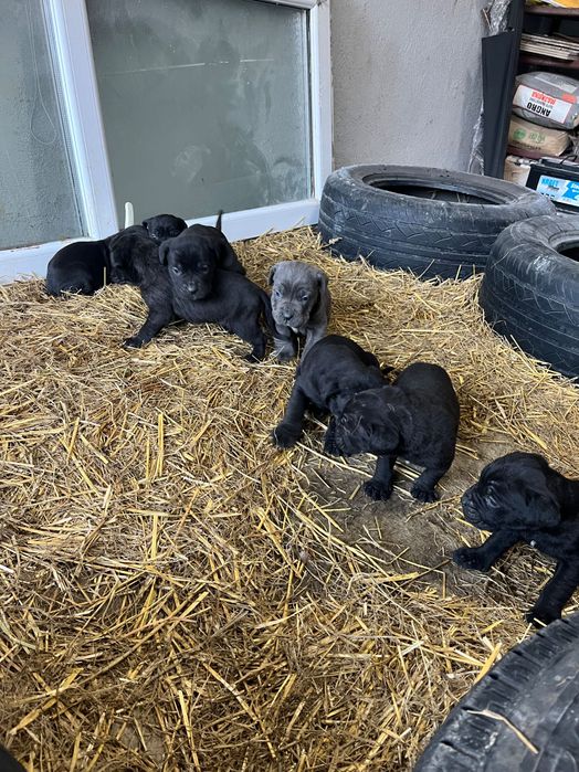 Cane corso чистокръвни