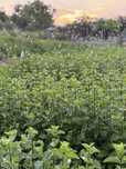 MENTA SOI OLANDEZ FRESH! In curs de certificare bio