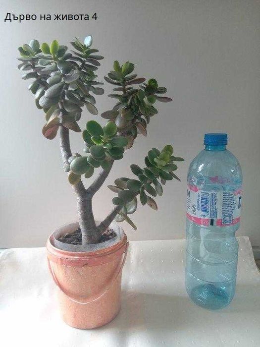 Дърво на живота 20 лв.