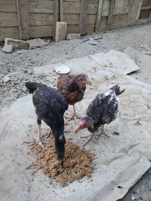 Дакан ва шалпанг жужаси сотилади