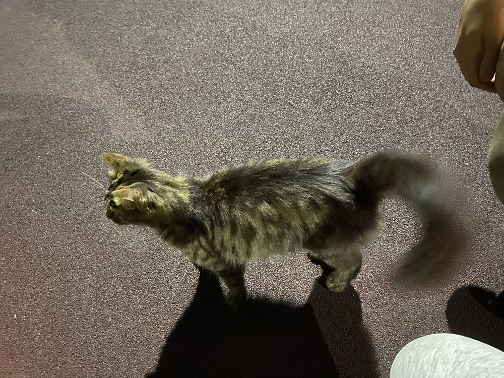Кошка в Триатлон парк