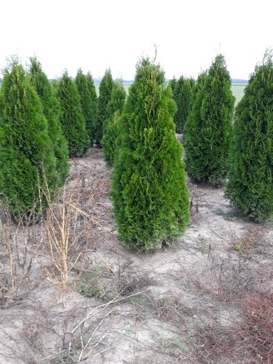 Vand tuia(thuja) smaragd si columnaris(smarald)