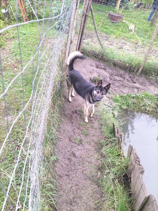 Doresc să donez un câine jucăuș inteligent sănătos și vaccinat.