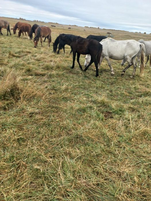 Жылкы лошадь бие кобыла жабагы жеребенок